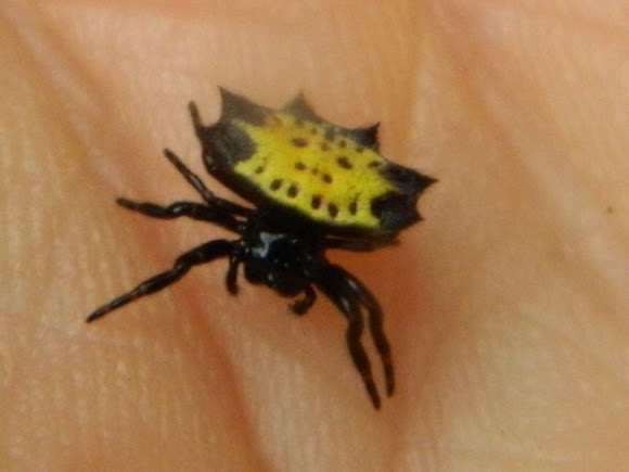 Spotting Image 1