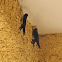 Barn Swallows