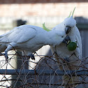 Sulphur Crested Cockatoo