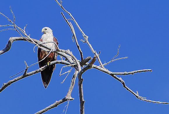 Spotting Image 1
