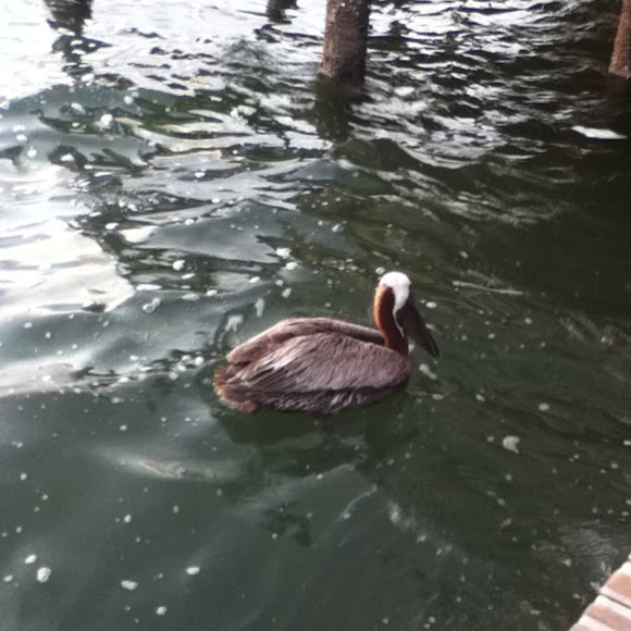 Spotting Image 1