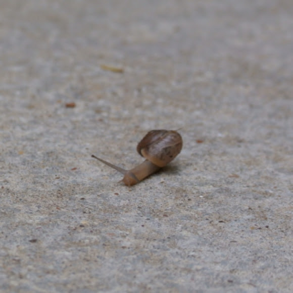 Spotting Image 1