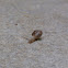 Brown Garden Snail