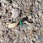 Six-Spotted Tiger Beetle