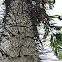 Palmera con espinas