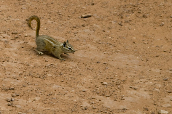 Spotting Image 1