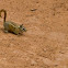 Hopi Chipmunk