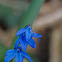 Scilla