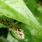 Crambid Moth