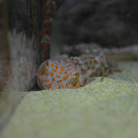 Tokay gecko
