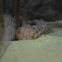Tokay gecko