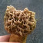 Morel