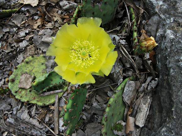 Spotting Image 1