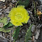 Eastern Prickly Pear