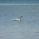 mute swan