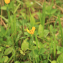 Yellow Walking Iris