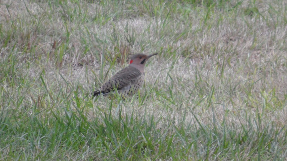 Spotting Image 1