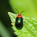 Flea beetle
