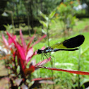 Damselfly
