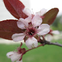 Newport Plum