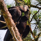 Black Vulture