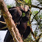 Black Vulture