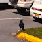 Common raven