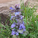 Bugle weed