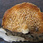 Favolus alveolaris polypore mushroom