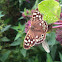 Speckled wood