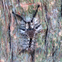 Tephra tussock moth