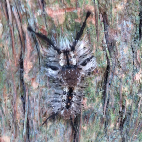 Spotting Image 1