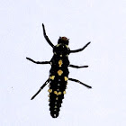 Ladybird larva