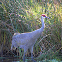 Sandhill Crane