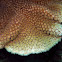 Disc Coral