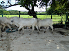 32 Mautes Brahman
