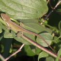 Green Anole