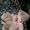 Dog Vomit Slime Mould