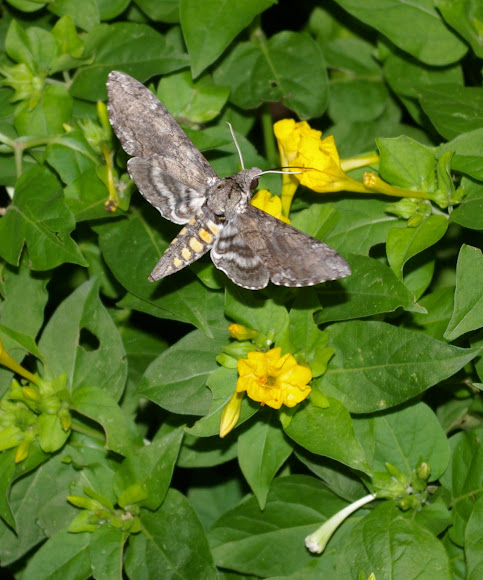 Spotting Image 1