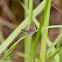Varied Dusky-blue Butterfly