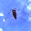 Veliidae