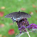 Black Swallowtail