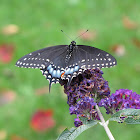 Black Swallowtail