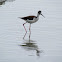 Black-necked Stilt