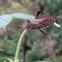 Leaf-footed Bug