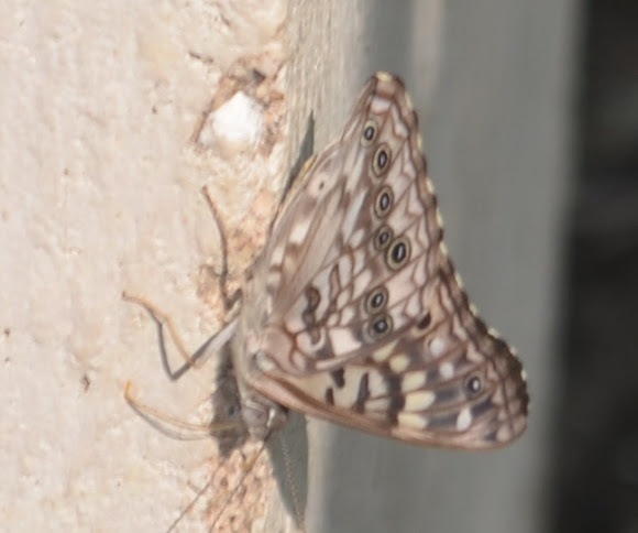 Spotting Image 1