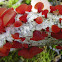 Heterotextus alpinus