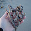 Deadman's finger sponge