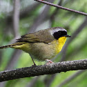 Common Yellowthroat