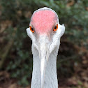 Sandhill crane